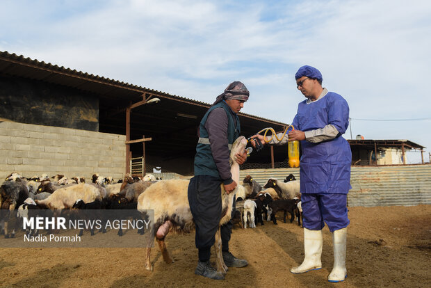 مزرعه دامپروری چپرقویمه گنبد در مسیر محرومیت زدایی