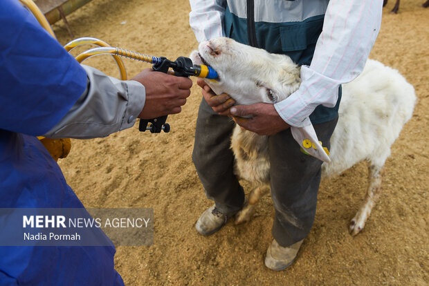 مزرعه دامپروری چپرقویمه گنبد در مسیر محرومیت زدایی