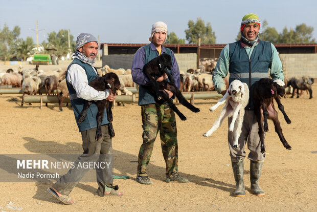 مزرعه دامپروری چپرقویمه گنبد در مسیر محرومیت زدایی