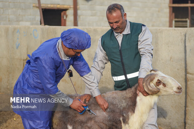 مزرعه دامپروری چپرقویمه گنبد در مسیر محرومیت زدایی