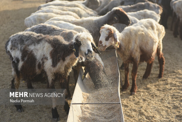 مزرعه دامپروری چپرقویمه گنبد در مسیر محرومیت زدایی