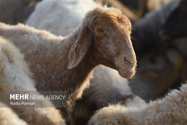 مزرعه دامپروری چپرقویمه گنبد در مسیر محرومیت زدایی