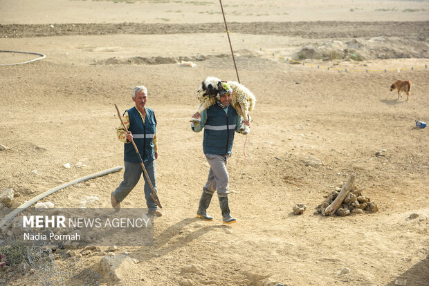 مزرعه دامپروری چپرقویمه گنبد در مسیر محرومیت زدایی