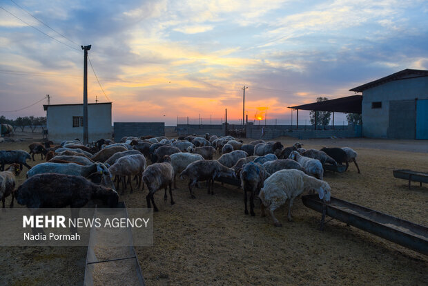 مزرعه دامپروری چپرقویمه گنبد در مسیر محرومیت زدایی