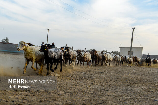 مزرعه دامپروری چپرقویمه گنبد در مسیر محرومیت زدایی