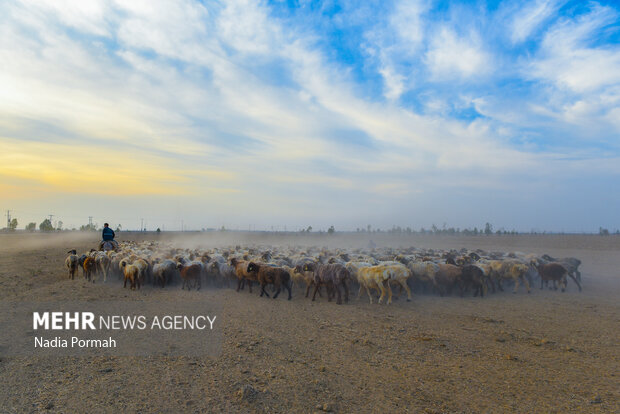 مزرعه دامپروری چپرقویمه گنبد در مسیر محرومیت زدایی