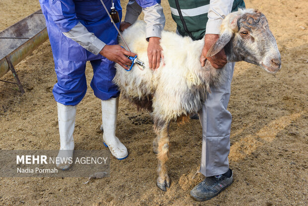 مزرعه دامپروری چپرقویمه گنبد در مسیر محرومیت زدایی