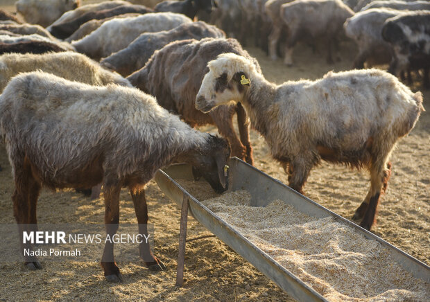 مزرعه دامپروری چپرقویمه گنبد در مسیر محرومیت زدایی