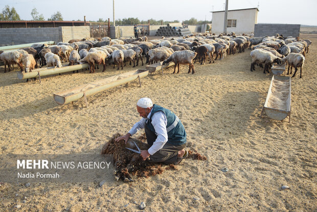 مزرعه دامپروری چپرقویمه گنبد در مسیر محرومیت زدایی