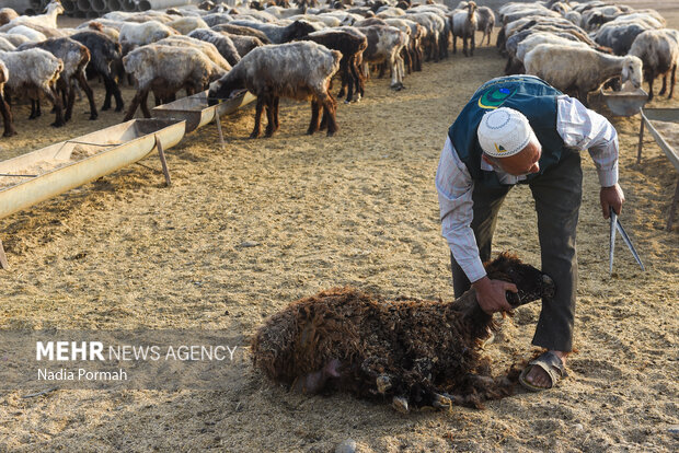 مزرعه دامپروری چپرقویمه گنبد در مسیر محرومیت زدایی