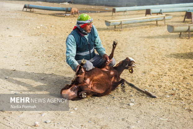 مزرعه دامپروری چپرقویمه گنبد در مسیر محرومیت زدایی