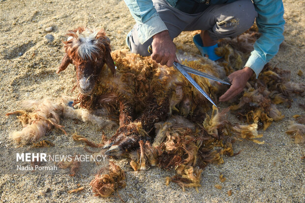 مزرعه دامپروری چپرقویمه گنبد در مسیر محرومیت زدایی