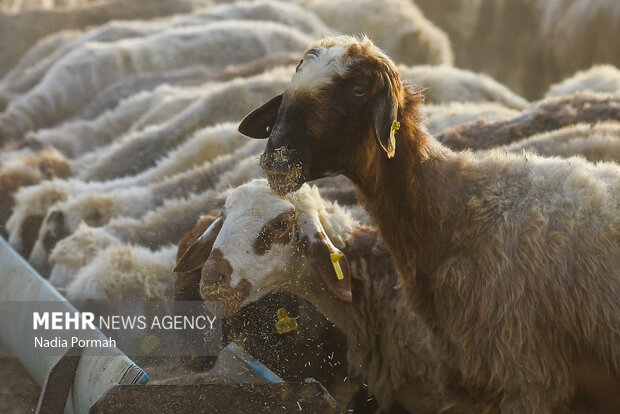 مزرعه دامپروری چپرقویمه گنبد در مسیر محرومیت زدایی