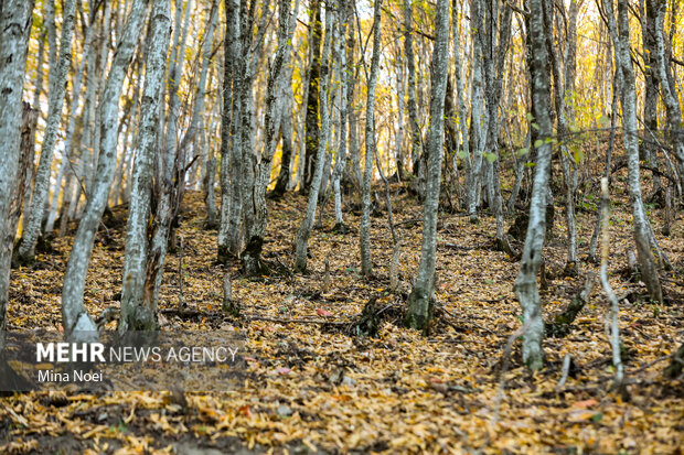 طبیعت پاییزی روستای نمنق