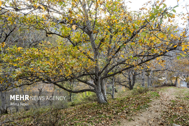 طبیعت پاییزی روستای نمنق