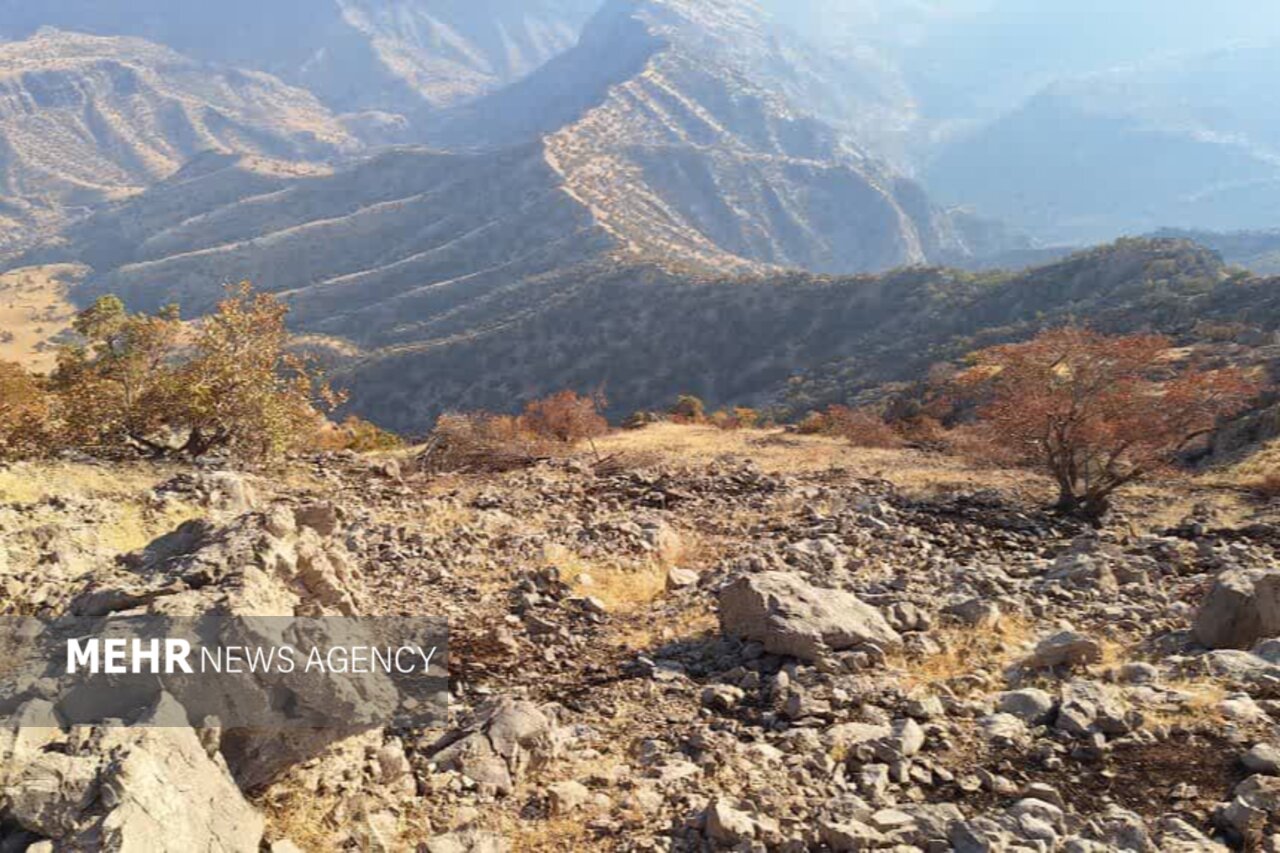 انديكا،طبيعي،بلوط،شهرستان،منابع،درخت،منطقه،لالي،سوختن