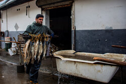 Gilan'da balık tüstülüme geleneği