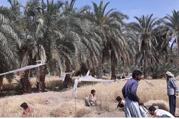 حشر و مدد؛ سنت زیبای همدلی کشاورزان بلوچستان و بلوچستان