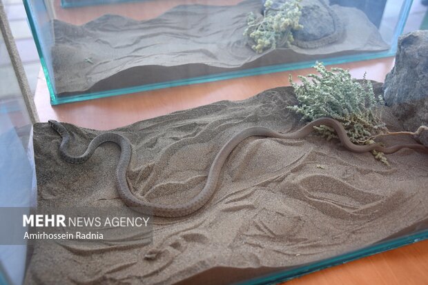 همایش بین‌المللی بیابان لوت در نهبندان