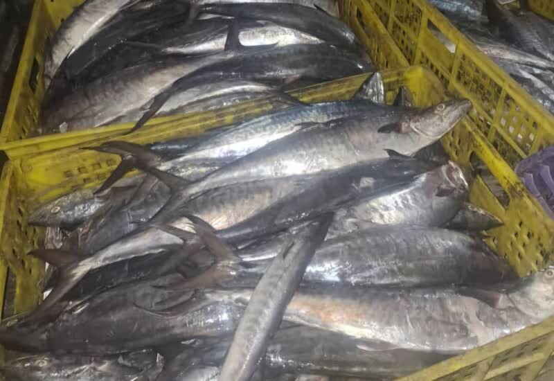 صید «دفره» تهدیدی جدی برای ذخایر آبزیان است؛ برخورد جدی با متخلفان