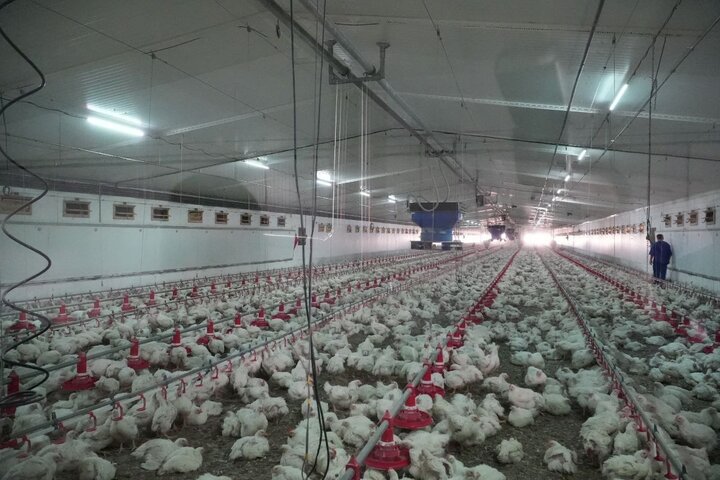 بزرگ‌ترین زنجیره یکپارچه تولید مرغ و تخم‌مرغ کشور در شبستر افتتاح شد