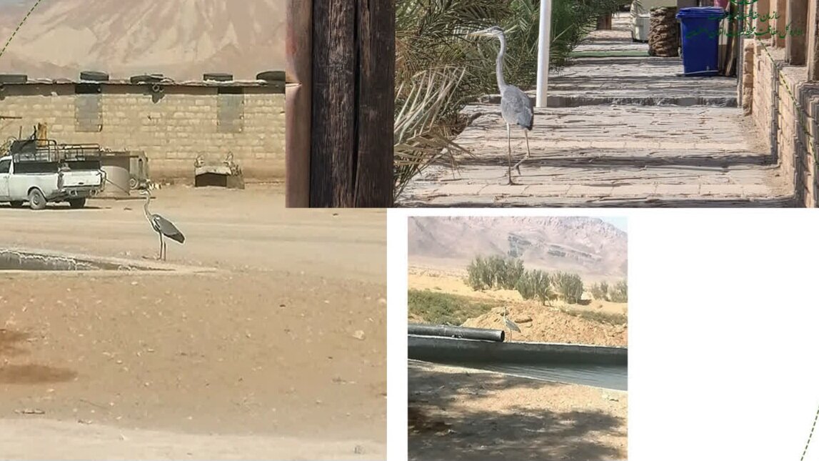 بال‌های گم‌شده در کویر؛ پرندگان مهاجر زاینده‌رود را فراموش کردند