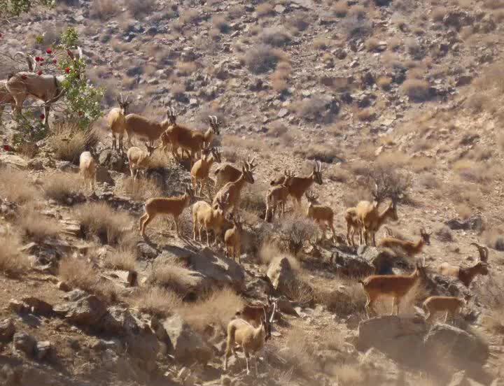 بختگان،حفاظت،شهرستان،محيط،سرشماري،زيست،ملي،پايش،حفاظتي،اداره