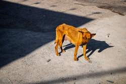 ورود حیوانات وحشی به روستاهای طرقبه شاندیز