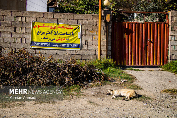 گسترش حضور سگ‌های ولگرد در شهرهای مازندران