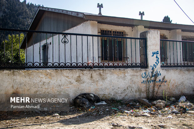 گسترش حضور سگ‌های ولگرد در شهرهای مازندران