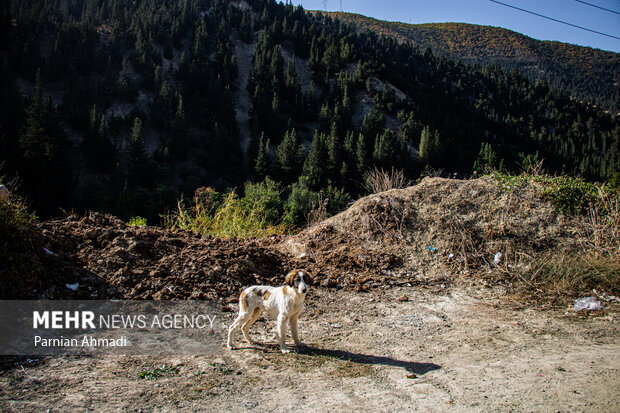 گسترش حضور سگ‌های ولگرد در شهرهای مازندران