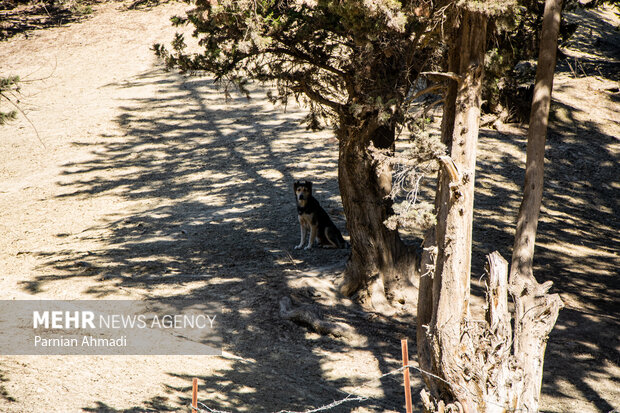 گسترش حضور سگ‌های ولگرد در شهرهای مازندران