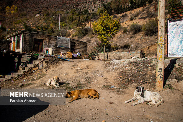 گسترش حضور سگ‌های ولگرد در شهرهای مازندران