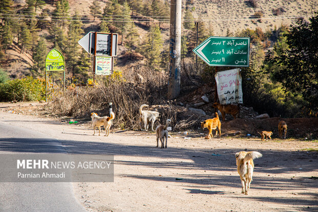 گسترش حضور سگ‌های ولگرد در شهرهای مازندران