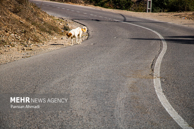 گسترش حضور سگ‌های ولگرد در شهرهای مازندران