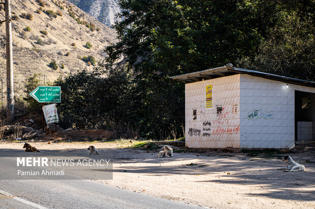 گسترش حضور سگ‌های ولگرد در شهرهای مازندران