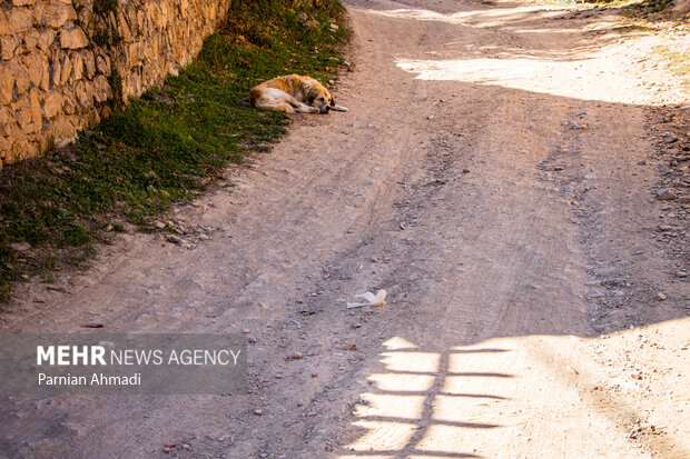 گسترش حضور سگ‌های ولگرد در شهرهای مازندران