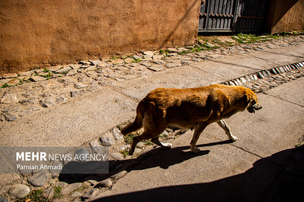 گسترش حضور سگ‌های ولگرد در شهرهای مازندران