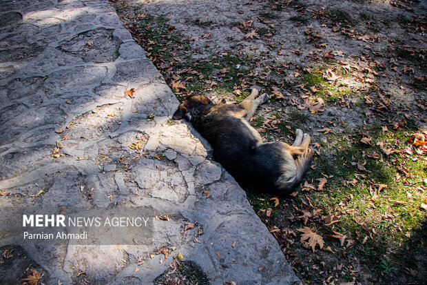 گسترش حضور سگ‌های ولگرد در شهرهای مازندران