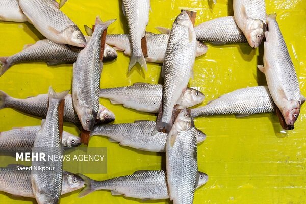 بیش از یک تن ماهی قاچاق در آب‌های بندرلنگه کشف شد