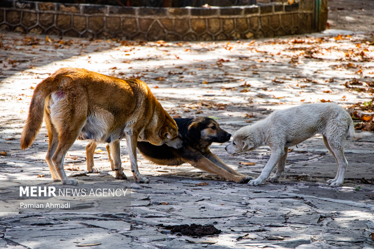 پررنگي،هاري