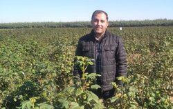 بررسی دلایل افت کشت پنبه در گلستان در گفتگو با دانشمند برتر جهان