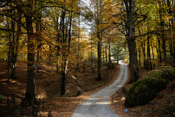 Mazandaran forests in stunning autumn colors