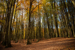 Mazenderan'ın sonbahar doğasından güzel fotoğraflar