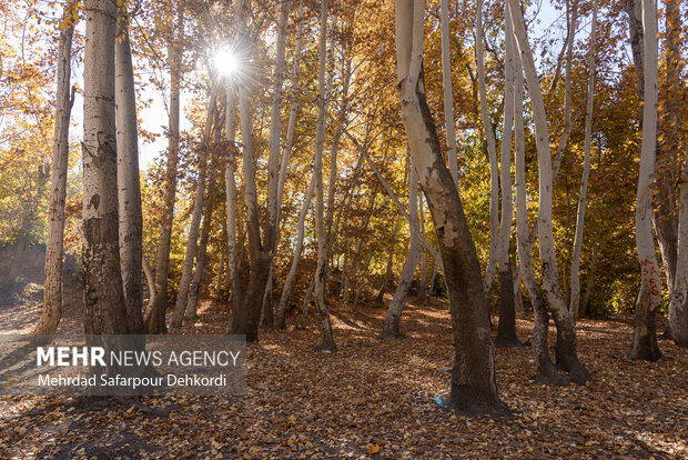 طبیعت پاییزی زاینده رود