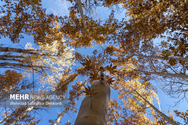 طبیعت پاییزی زاینده رود