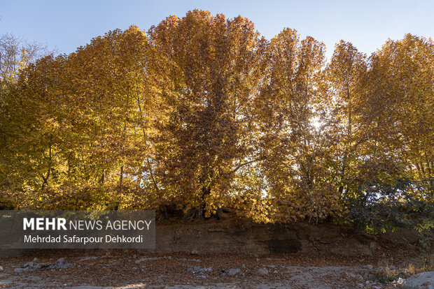 طبیعت پاییزی زاینده رود