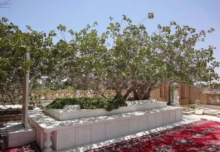 «جامی» گوهری برخاسته از جام، خفته در هرات