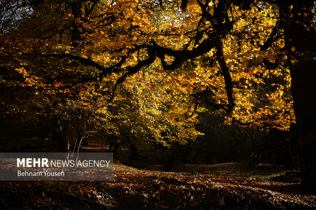 جنگل های پاییزی مازندران