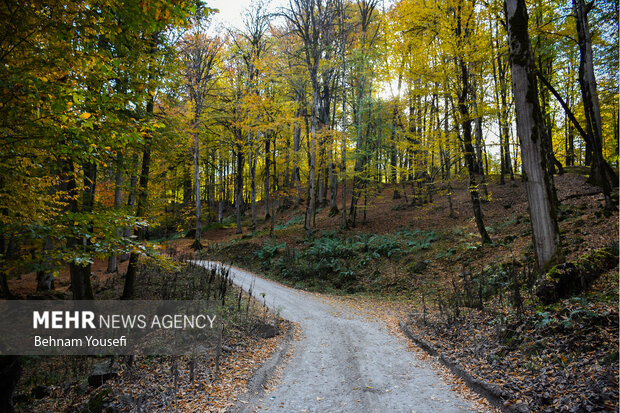 جنگل های پاییزی مازندران
